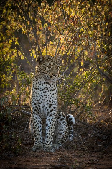 033 Timbavati Private Game Reserve, luipaard.jpg